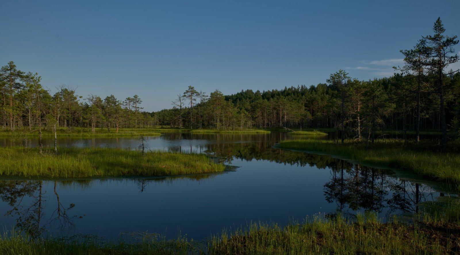 Ruhige Feuchtgebietsszene mit stillem Wasser und &uuml;ppigem Gr&uuml;n unter klarem, blauem Himmel.