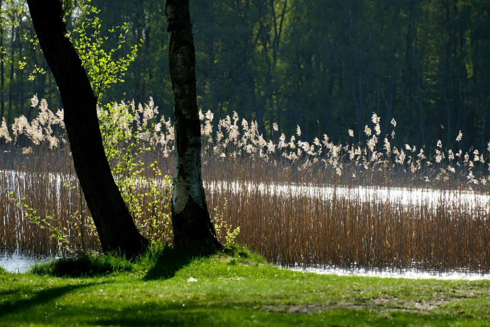 Friedliche Szene eines Schilfbeets an einem Waldsee, Sonnenlicht filtert durch das Fr&uuml;hlingsgr&uuml;n.