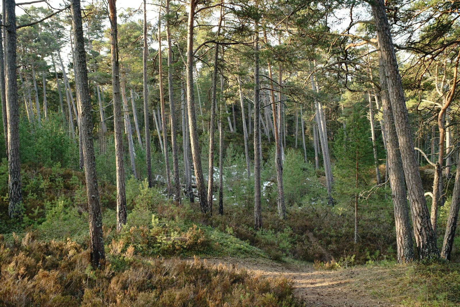 Kostenloses Stock Foto zu b&auml;ume, baumst&auml;mme, biodiversit&auml;t