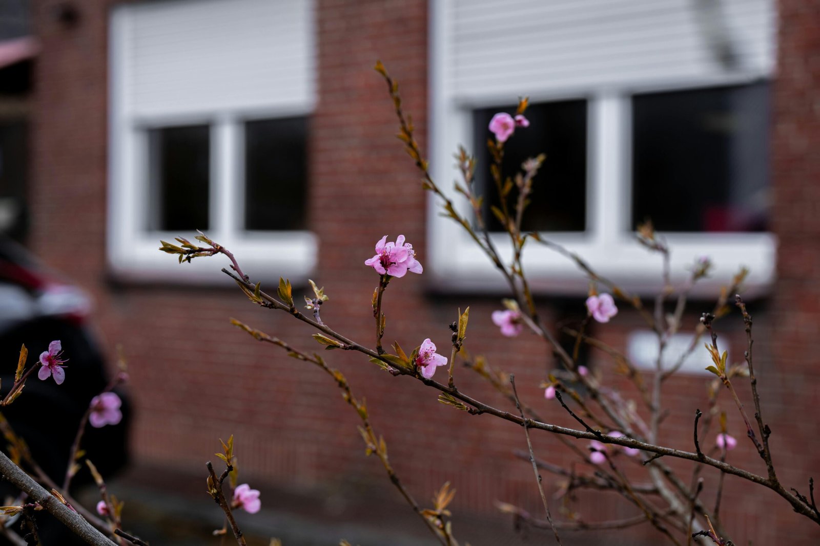 Zarte rosa Bl&uuml;ten in einem Wohngebiet von Coesfeld k&uuml;ndigen den Fr&uuml;hling an.
